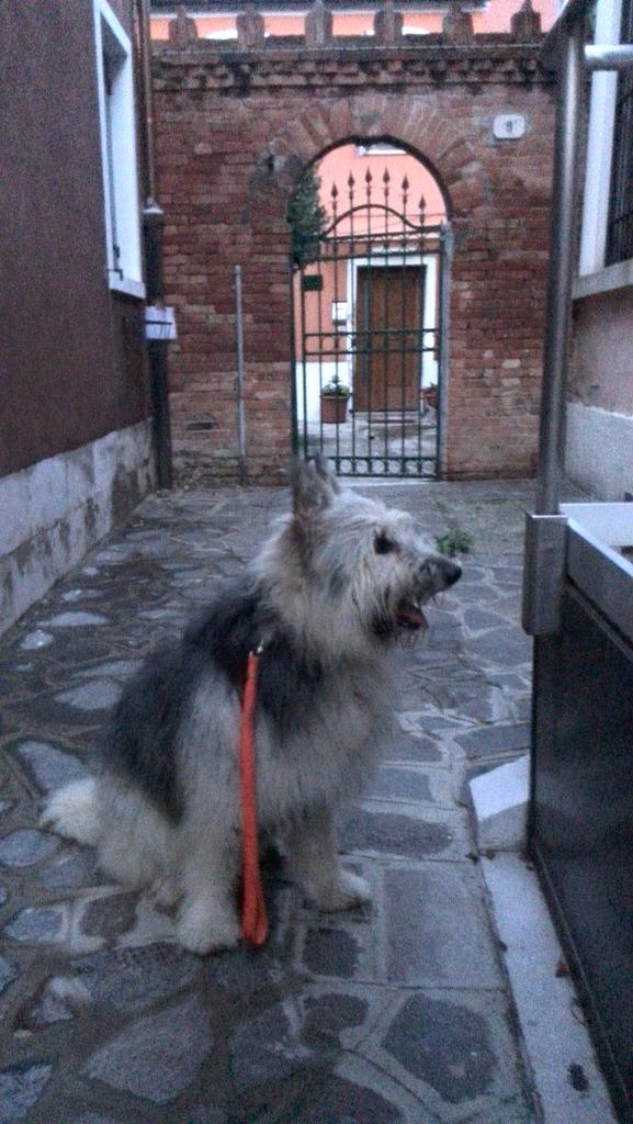 FurrySun's tweet photo. Still remember my family n the place i used 2live on earth. Miss u, mom&amp;dad! 4ever urs! #Lara
#RainbowBridgeDiaries https://t.co/kHY8uAiW8W