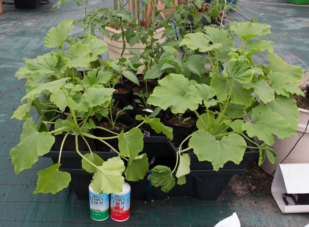 Terra_Aquatica's tweet photo. Zucchini:1 month in CocoTek with FloraCoco
#hydroponics #greenhouse #FloraCocoGrow #FloraCocoBloom #Ebb&amp;Grow https://t.co/L9w7Nw4Do7