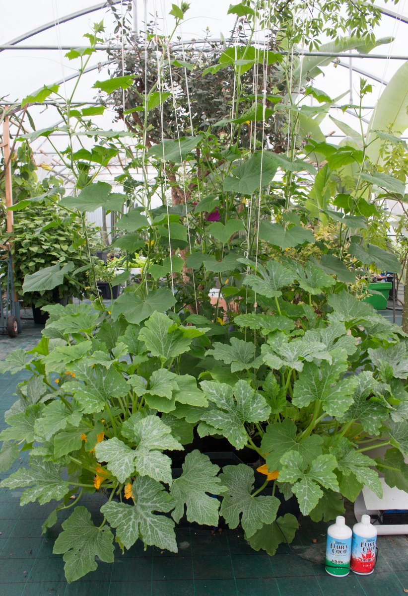 Terra_Aquatica's tweet photo. Zucchini:1 month in CocoTek with FloraCoco
#hydroponics #greenhouse #FloraCocoGrow #FloraCocoBloom #Ebb&amp;Grow https://t.co/L9w7Nw4Do7