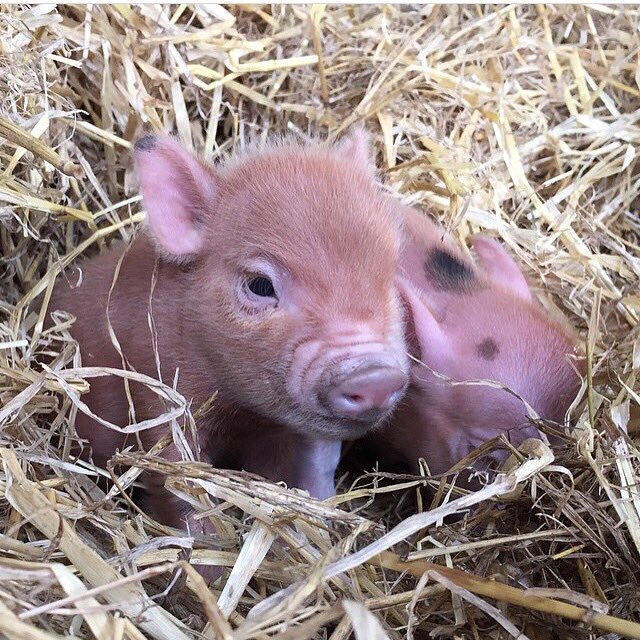 Brian Young tweet media