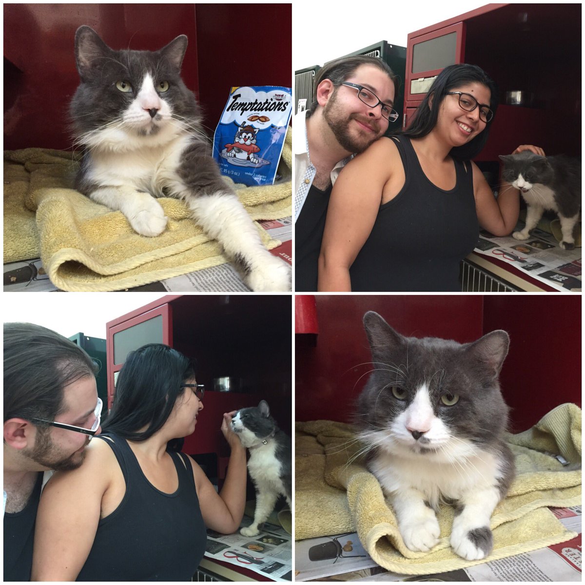 CCAnimalSrvs's tweet image. Handsome Jeff was adopted! #fivcat #foreverhome #sheltercat #AdoptDontShop #happytrails
