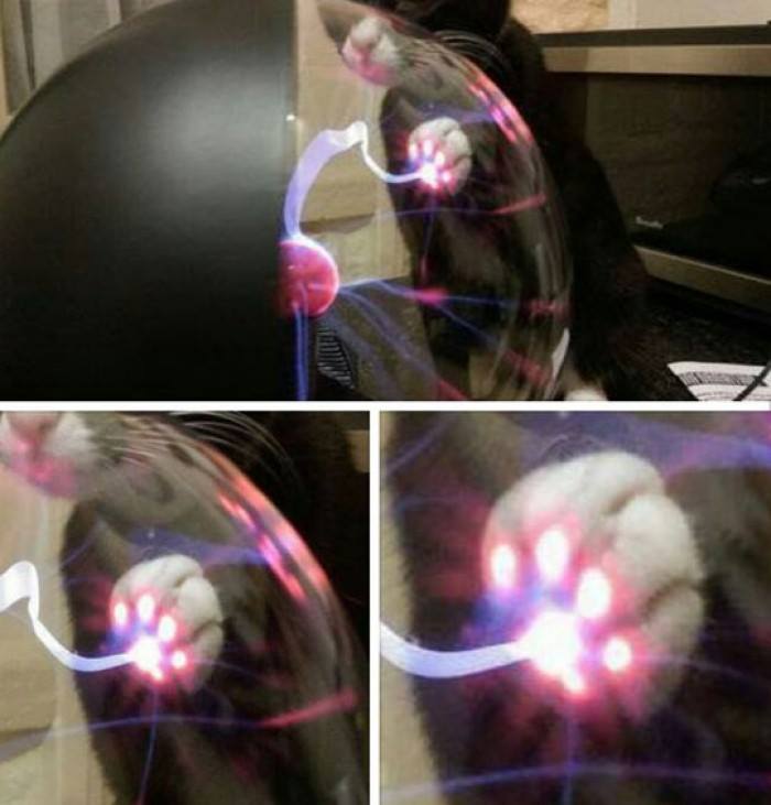 HomeyPet's tweet photo. How cute are cat's paws?! 🐱 https://t.co/CjqFL9Rl4v