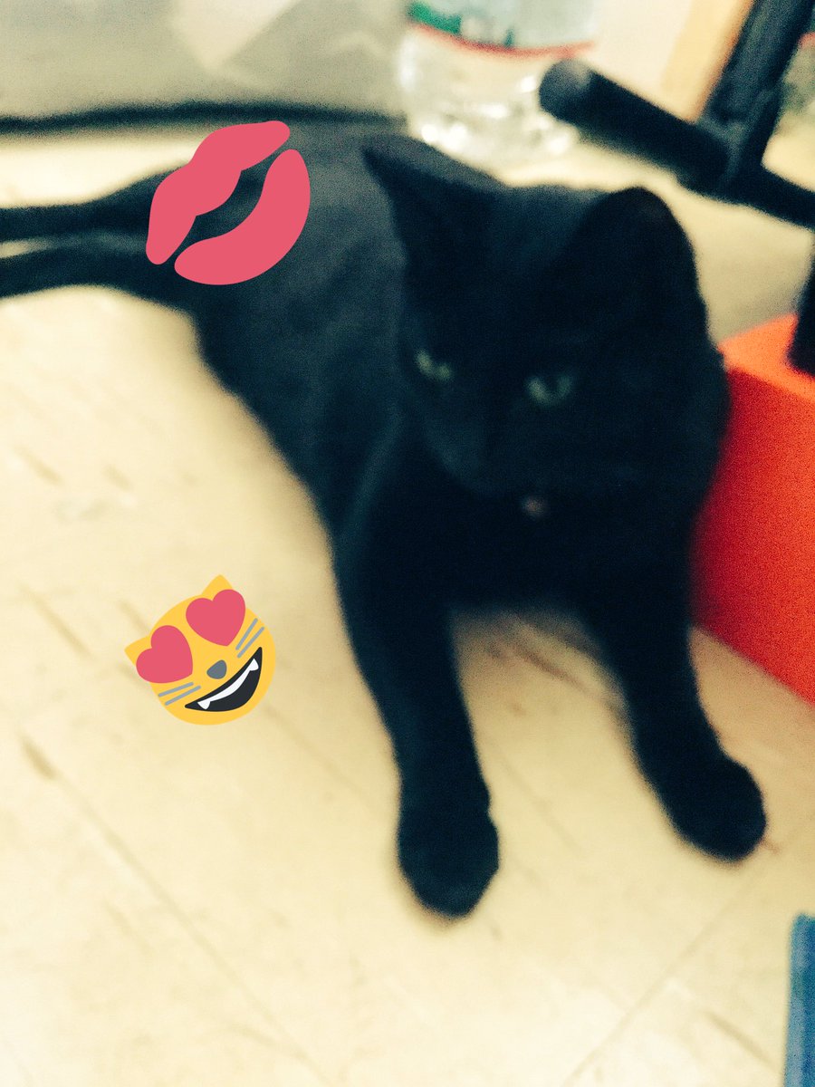 Miatolver's tweet image. Midnight is just chillin on my grams floor lol