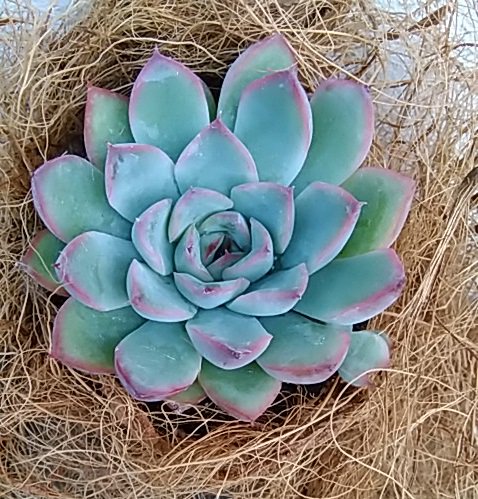 多肉屋 Hana Ippaiぴー農園 على تويتر エケベリア属花うらら 直径10cm程度に育つ小型種 爪のある葉 の周囲をピンクに染めるチャーミングな花うららさん 葉挿しでいっぱい殖やしたい 多肉植物 エケベリア 花うらら Echeveria Pulidonis