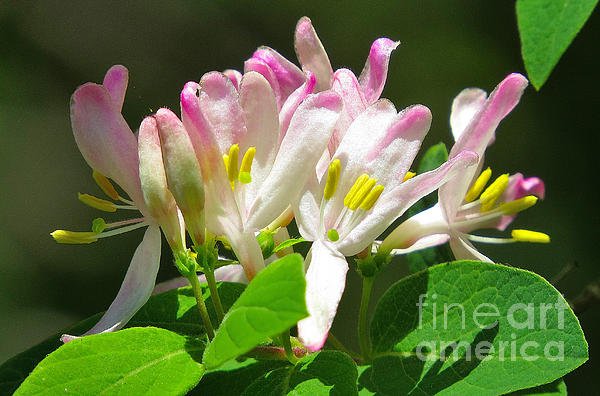 New artwork for sale! - "Honeysuckle Blooms" - fineartamerica.com/featured/honey… <a href="/fineartamerica/">Fine Art America</a>