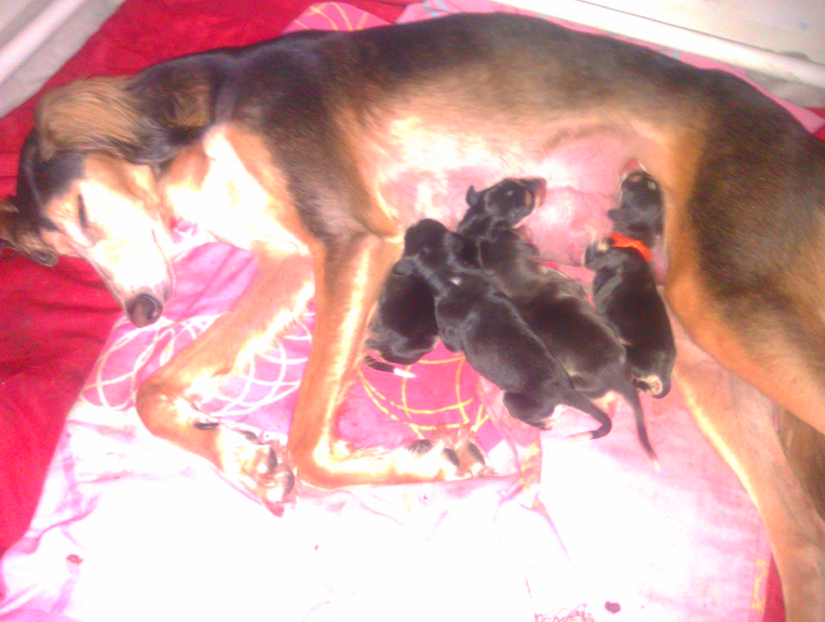 JabMove's tweet image. TIA X NERO PUPPYS....4 BOYS....