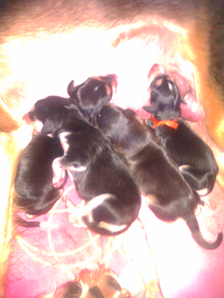 JabMove's tweet image. TIA X NERO PUPPYS....4 BOYS....