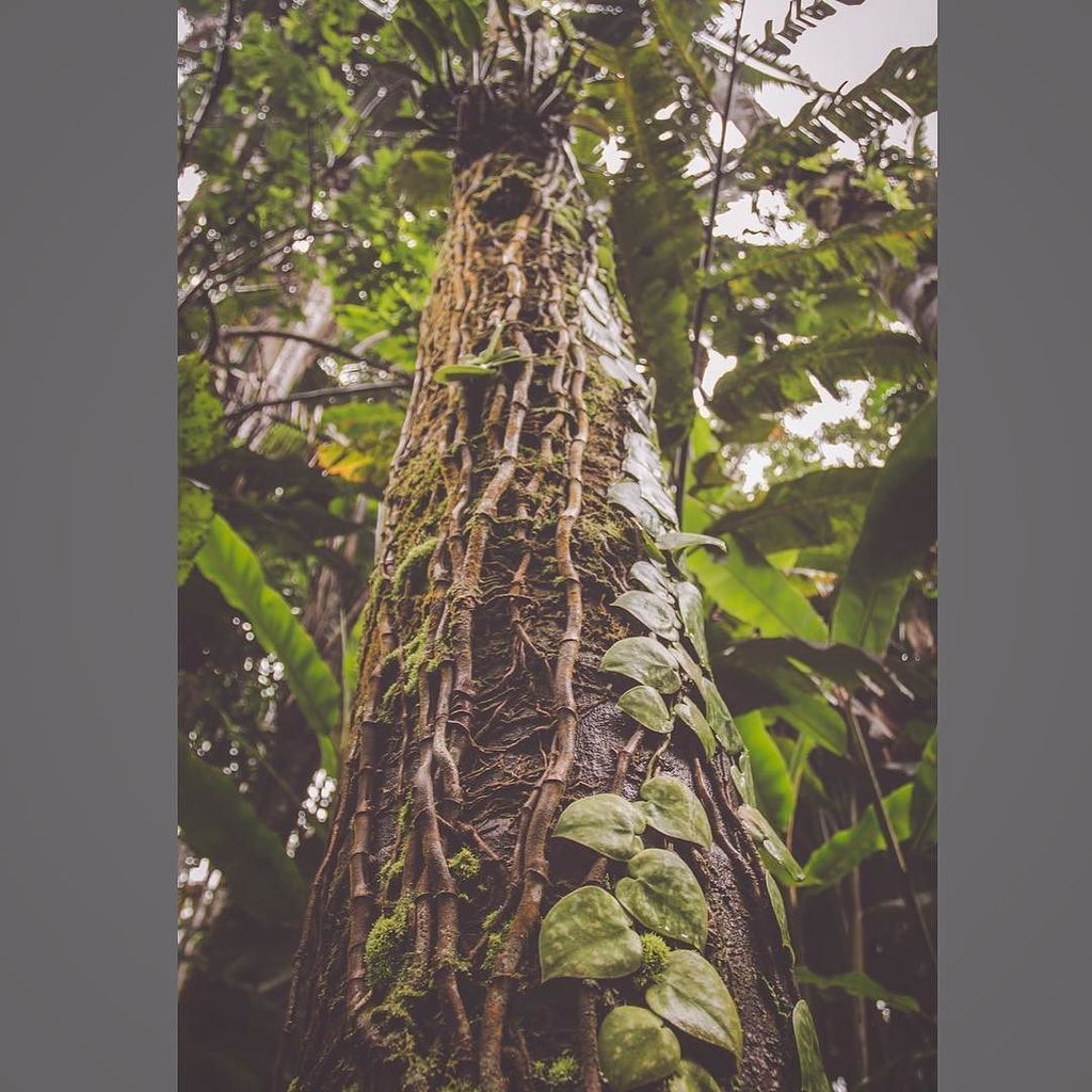 jdbphotouk's tweet photo. Tropical Hawaiian rainforest. | Hilo, Hawaii |
#jdbphoto #hawaii #thebigisland #rainfores… https://t.co/61S2FbjU3c https://t.co/pNar2TwzYf