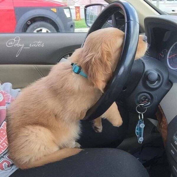 This is one of the most reckless puppers I've ever seen. How she got a license in the first place is beyond me. 6/10