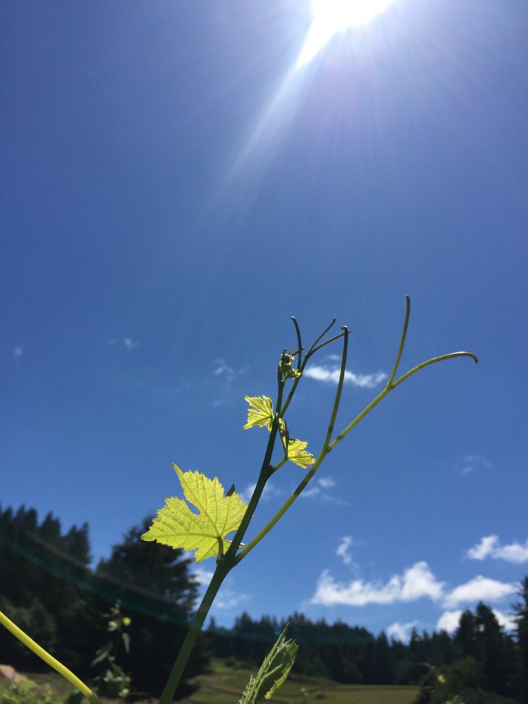 Oracle Vineyard reaching for the sun! A new Dundee Hills site for Crowley...so excited. Thanks Amy and David!