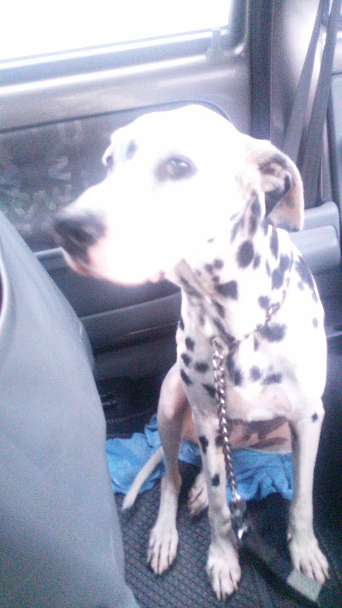 patriziacabrera's tweet photo. @VecinosSantaFeS Lo encontré bajo la lluvia perdido está castrado y tiene aprox 4 años @AlcaldiaBaruta @JeanMary_ https://t.co/nsSStRN4SR