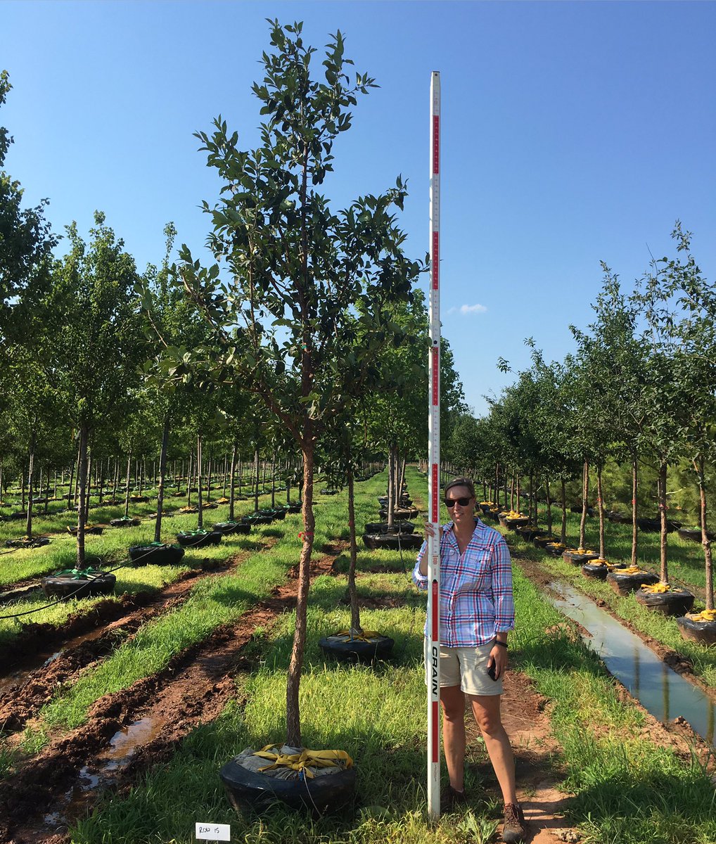Dftrees's tweet image. Sophora japonica 'Halka' Millstone Japanese Pagoda. 2.5"/3"/3.5" ready this ship. This tree is worth a Google!
