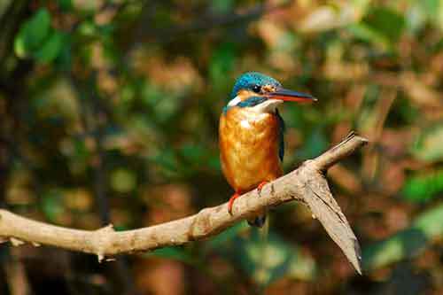 PlanetGoaTweets's tweet photo. Chirping in the backyard of Goan homes #birdsgoa #wildlifegoa
https://t.co/NVakF7aFCj https://t.co/U7J7Ufr7AM