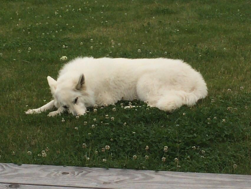 Rasen ist soooo schön 😊😊 habt nen schönen Tag ihr Lieben!