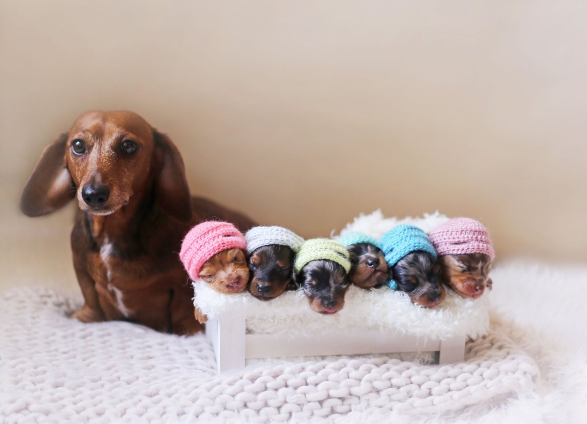 DogRealStory's tweet photo. Proud sausage dog poses with her newborn puppies for an adorable ... - https://t.co/2rQpoudcVD #DogRealStory https://t.co/CqZEYj37n7