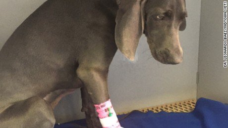 DogRealStory's tweet photo. Dog swallows Gorilla Glue; vet extracts perfect mold of stomach - https://t.co/1EVF1F4C0V #DogRealStory https://t.co/TIvRm0w3gU