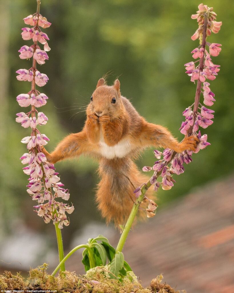 SethBrundle2's tweet photo. If superman was a squirrel https://t.co/nVbA89XhOB