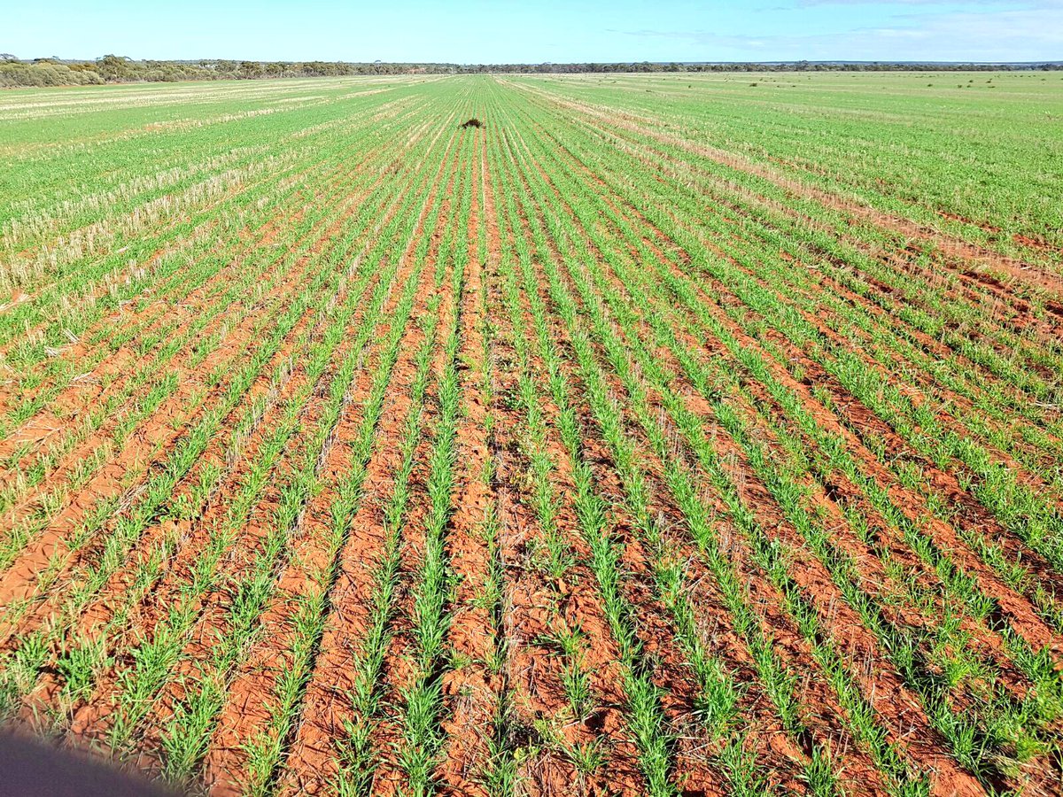 NoTillBill's tweet image. Almost last sown wheat paddock #Corack looking ok