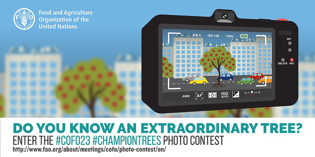 GlobalGoalsUN's tweet image. Last day to enter! Tell the world about an amazing tree you know: bit.ly/ChampEN #COFO23 #ChampionTrees