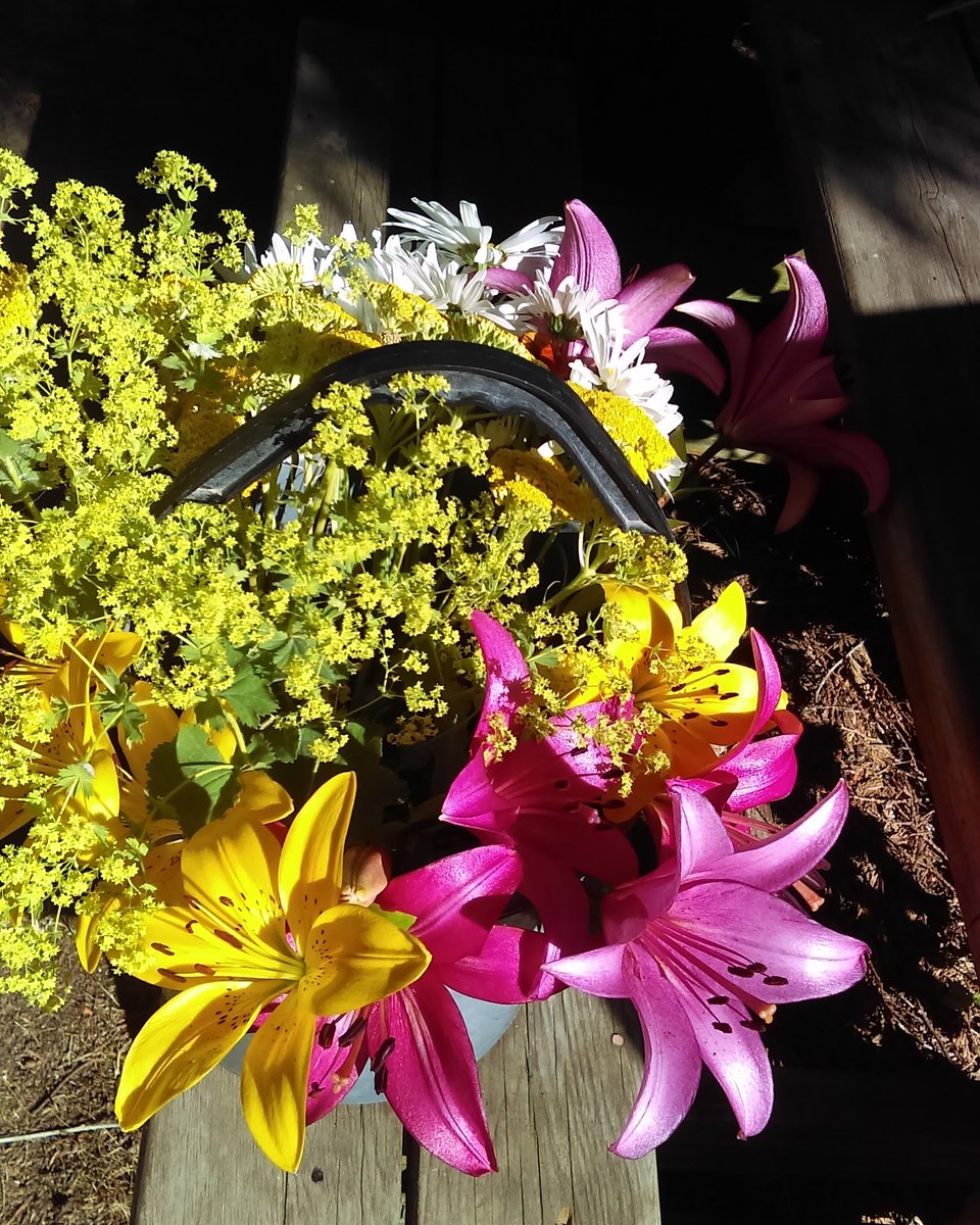 Bluehippievan's tweet photo. Good morning #SalmonArm. It's lily season. Short but sweet, these will only be here for one week! 30St SE. https://t.co/BgEcs63eWR