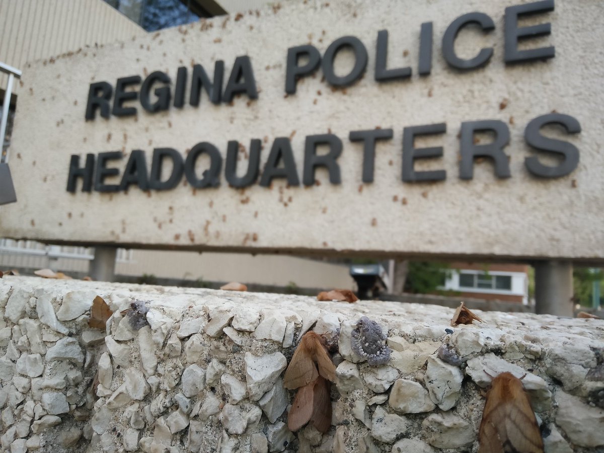 reginapolice's tweet photo. If anyone has Mottephobia, we advise you to perhaps not come to the station today... #mothageddon #yqr https://t.co/5eN9koE7l4