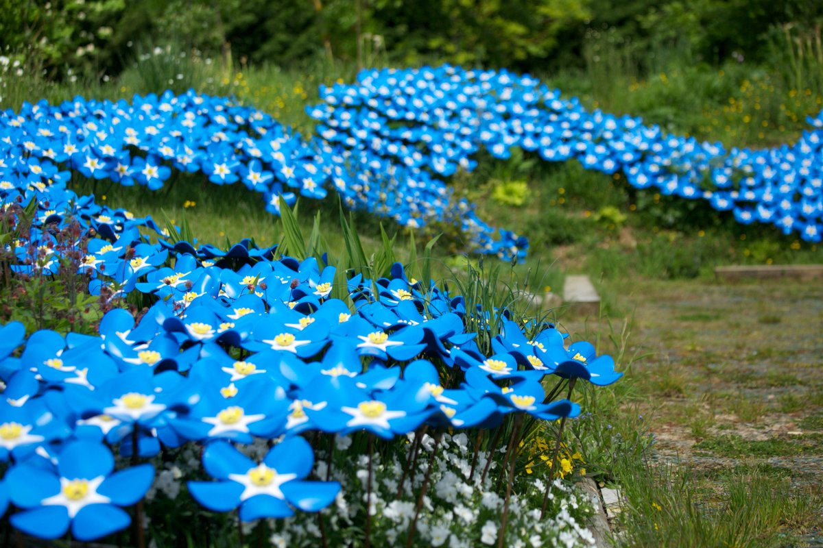 Did you purchase one of our forget-me-nots? They are now available to collect from main reception at the Hospice!