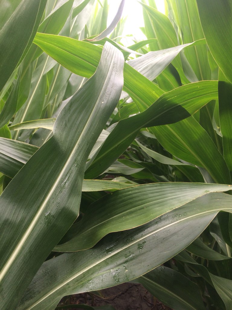 mlbosto's tweet photo. @FSServices @MMServiceFS @tschuck1 FS63SV1 is a jungle! And yes that is rain drops finally! #lightinterception https://t.co/IsFHvD6HE5