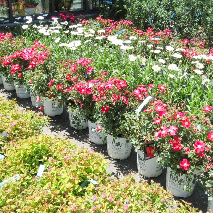 See you this weekend at The Glasshouse! Tons of specials starting today through Sunday. OPEN July 1st 8am-4pm!