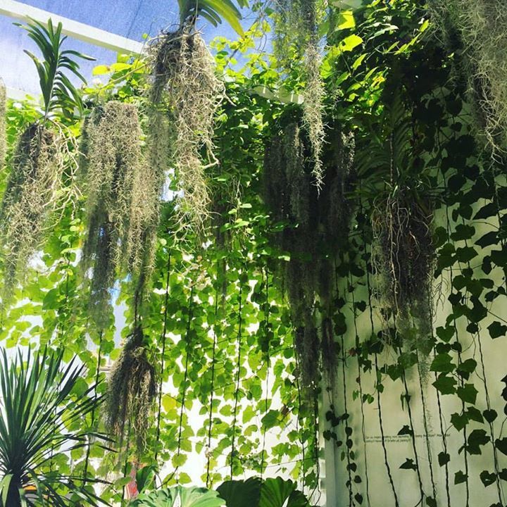 emiitoillo's tweet photo. Love the jungly vibes at @plantthefuture 🌵🌱🌿🌴☘ https://t.co/B5682rsAFg