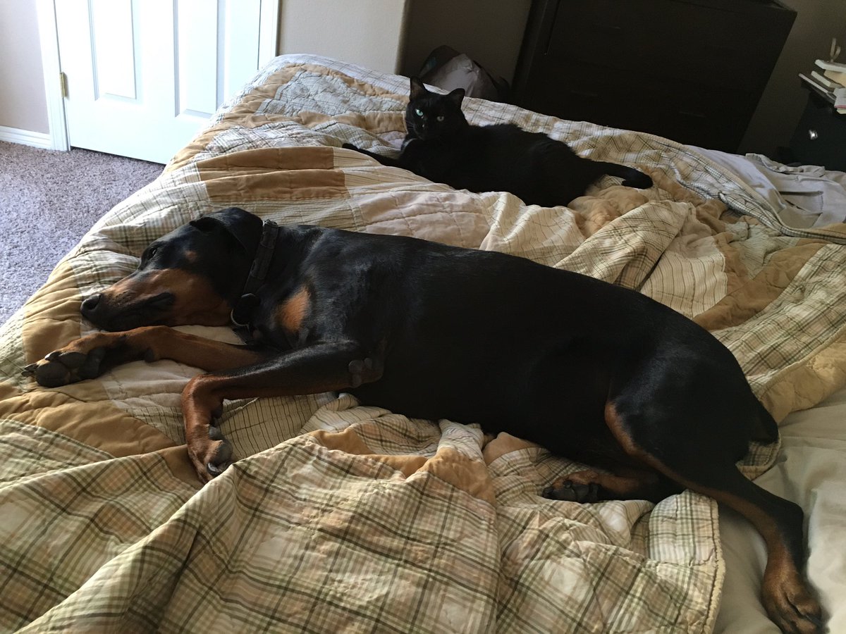 MayaTheDobie's tweet photo. Why do I have to share the bed w/her?? #LilatheCat https://t.co/3RANfKL9qq