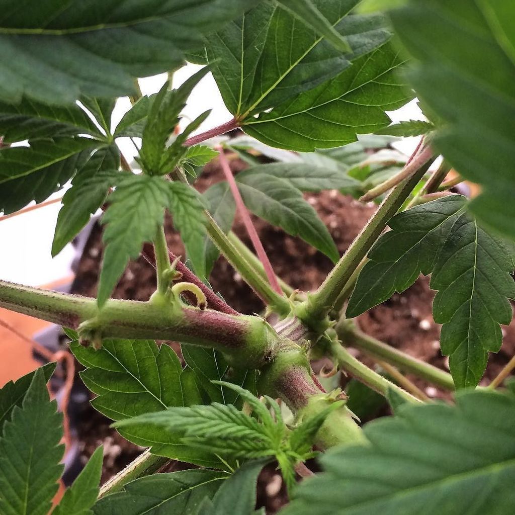 420seedsbank's tweet photo. #blueberrycookies 🍪💜 #420seeds #highregular #cookies #highsociety #cannabis #dope #stoneyd… https://t.co/VtGLFSSi98 https://t.co/IB1N2KCEIJ