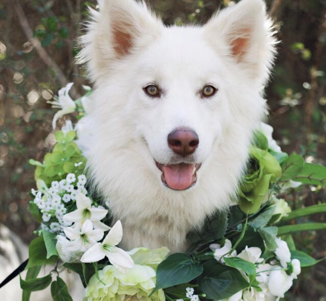 dogsandfIowers's tweet photo. https://t.co/et8EyDx7XS