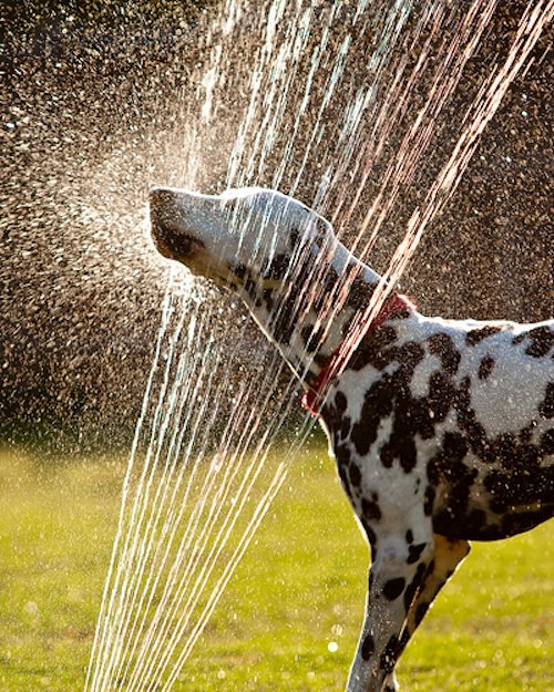 Remember to keep cool during this Alabama heat, even your furry family members! #rain #sprinkler #ndah