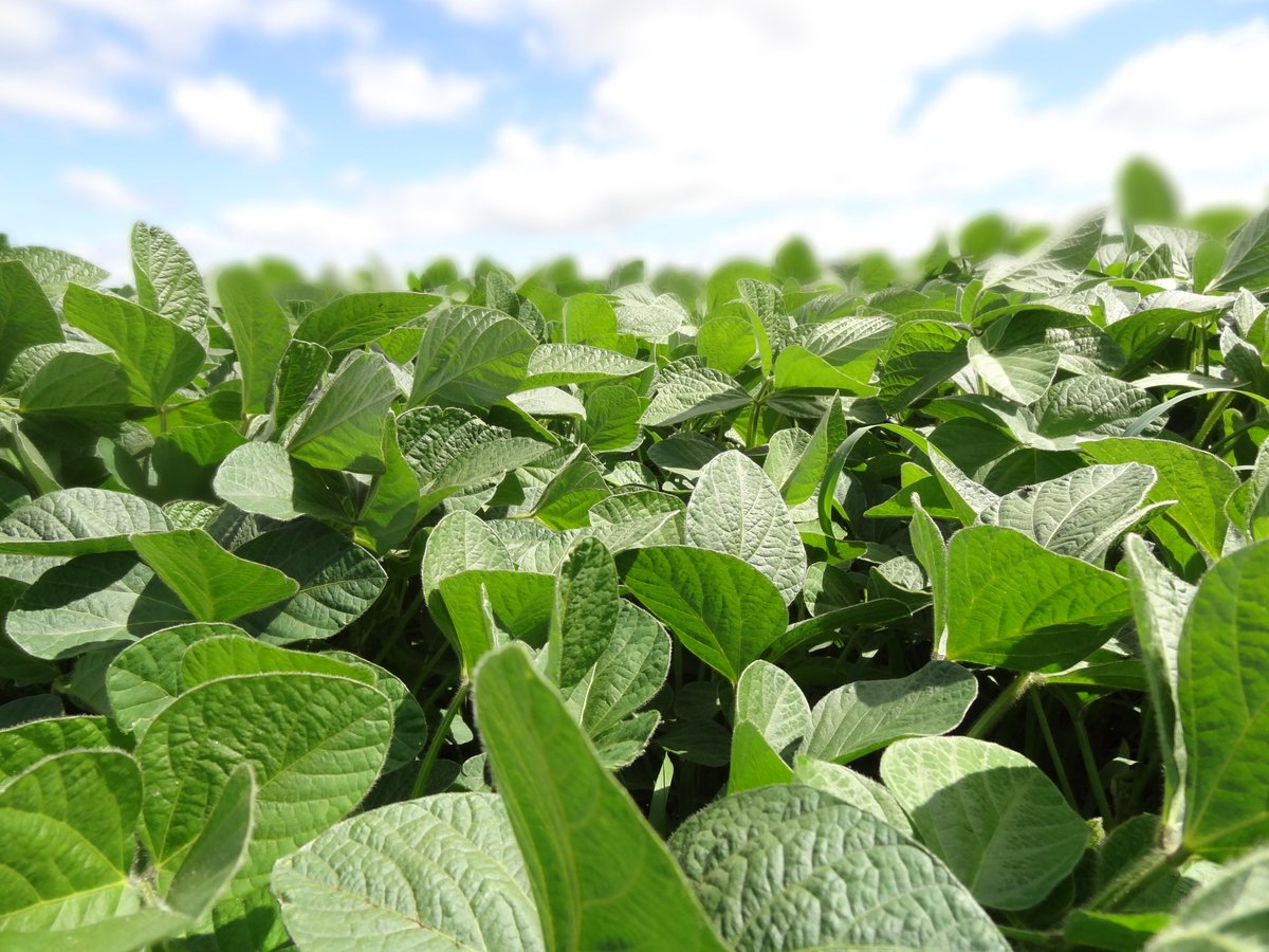 Allendale_inc's tweet photo. #USDA June 1 U.S. #Grain #Stocks: 
#Corn 4.722
#soybeans 870
#wheat 981 https://t.co/j7j95atlM6