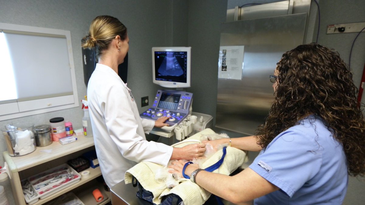 AnimalCareTec's tweet photo. Ultrasound Assisting Just Released! https://t.co/68nlF7lPE6 View a free video from the series. https://t.co/rE71OWWCSS