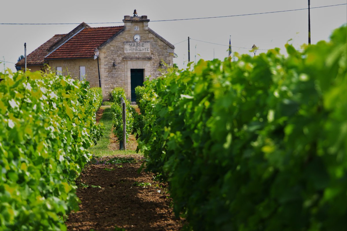 CroixDuMerle's tweet photo. Nos grappes se portent à merveille ! #vin #wine #SaintEmilion #Bordeaux https://t.co/tqzHX94nMw