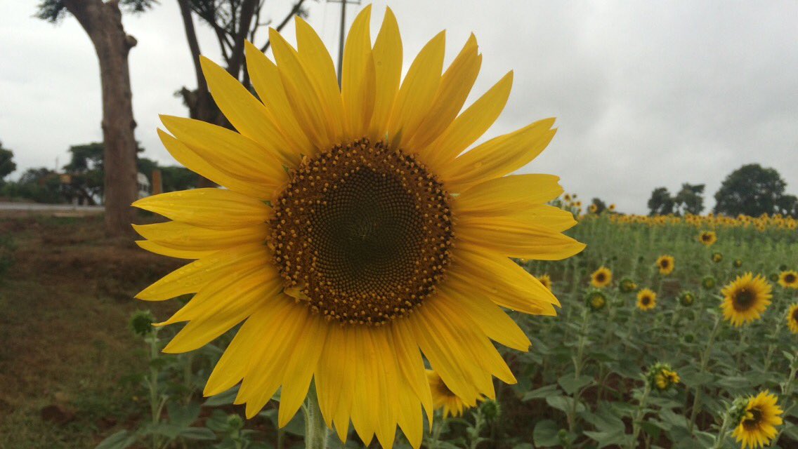 Kerala Tourism Guide on Twitter "Sunflower Garden tour packages Kerala tourism travel