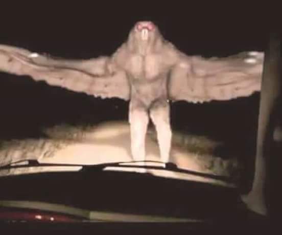 me_monserrath's tweet photo. Este es un pajaro mitad hombre se aparece en monclova y en frontera tengan cuidado sale en la madrugada https://t.co/newPX6nV98