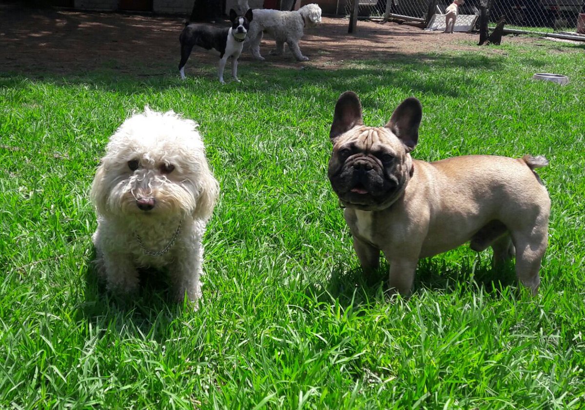 JoseAhuedNaime's tweet photo. Pototo es tan feliz en #DogScout hace muchos amigos y lo cuidan muchísimo!!! https://t.co/SiFN3QVGkL