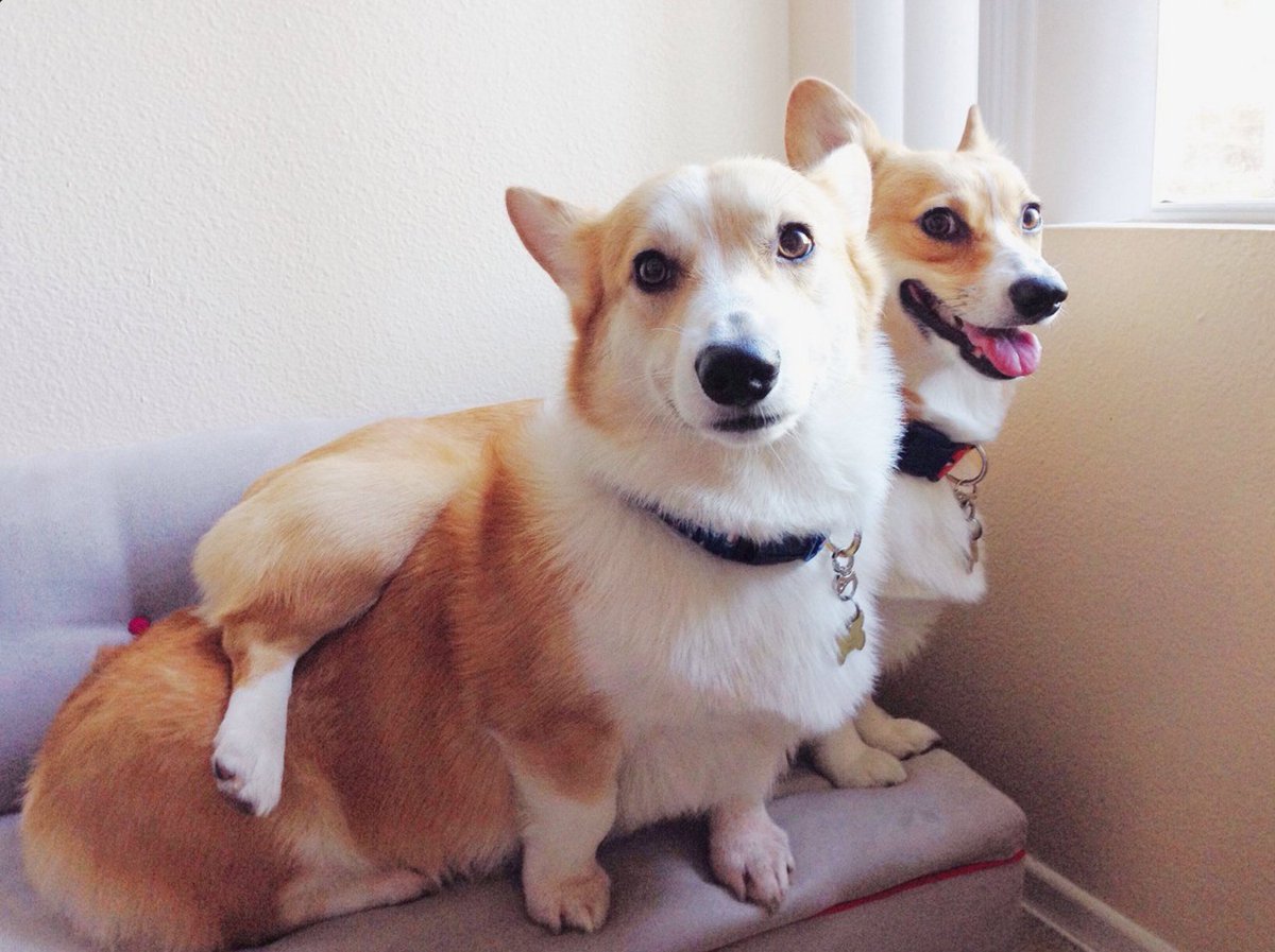 Two corgis, sitting on a couch. The one on the right looks pretty mischievous