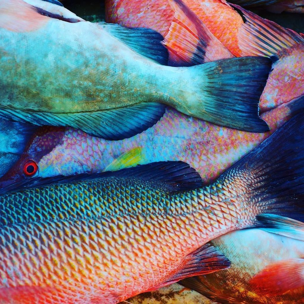 ingridimage's tweet photo. Love the colours of these fish, found on the beach in Mexico! https://t.co/QdD8CSK1HH https://t.co/RpyXYpiO97