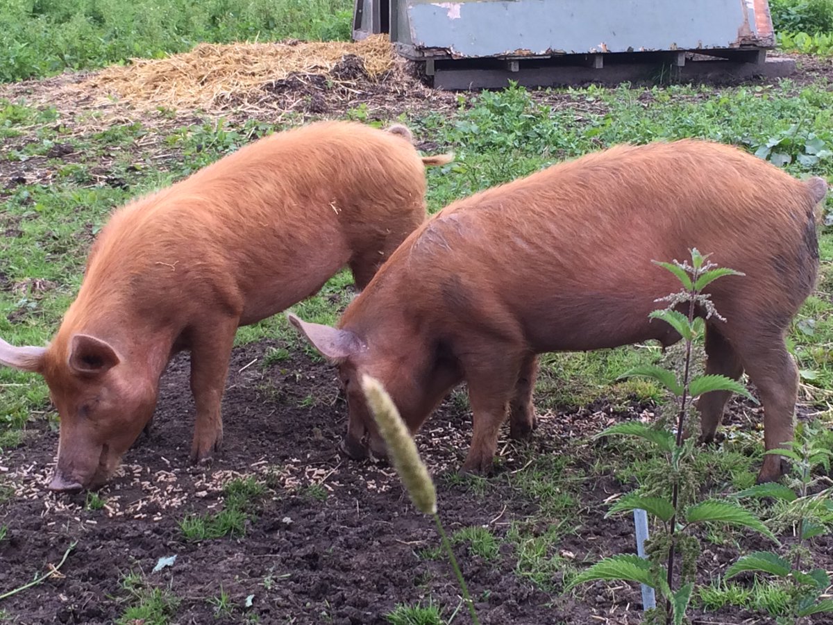 fmhawkins55's tweet photo. @JckRural Tamworths at Buttle Farm. Apparently the tastiest pigs. #womeninwellies https://t.co/kmuclFJu4e