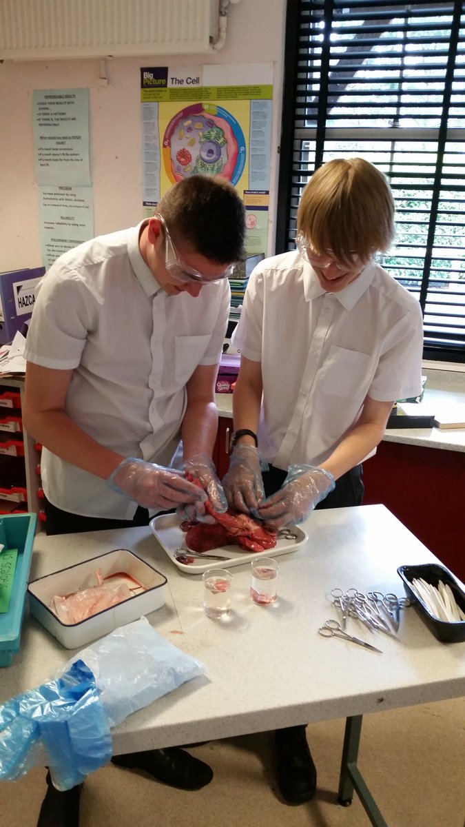 trace_adams's tweet photo. Check out the Y10's today @THS_Science #futurebiologists #lungdissection #practical with Mrs Adams https://t.co/0I3Z8AFH77