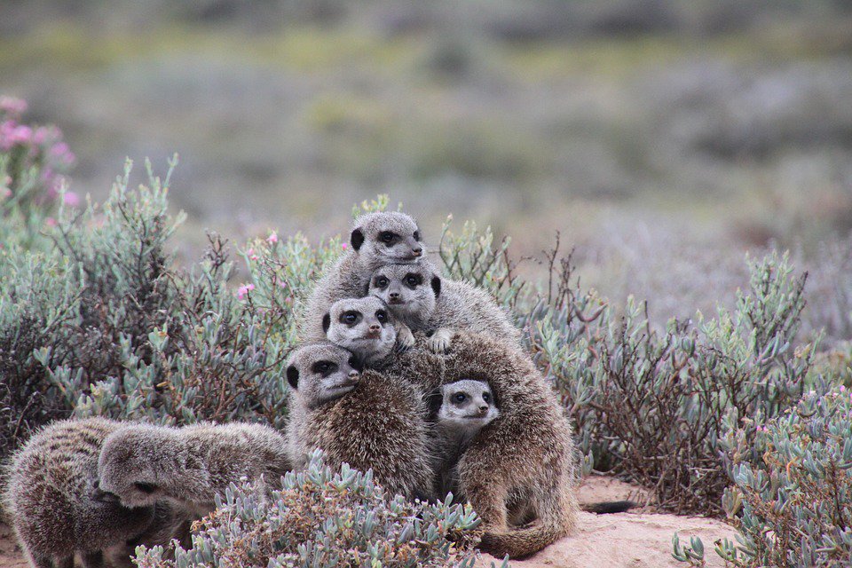 L'image du jour : des adorables suricates se blôtissent les uns contre les autres