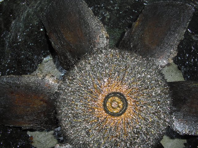 dcsblackpool's tweet image. Thai take-away cleaned for the first time, very difficult, very dirty, but well worth the results.
@dcsblackpool