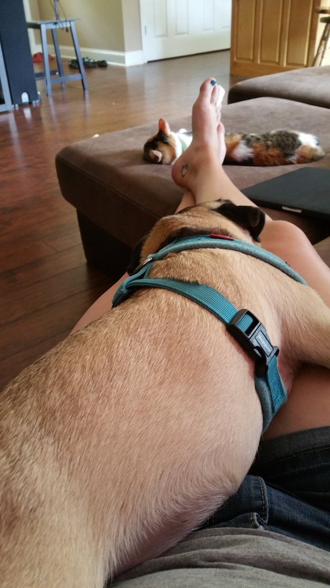 acnelso's tweet photo. #puglife #pugmom https://t.co/8Wel7vDvOY