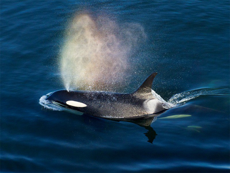 Salmon an important link as to why whale species are in peril>>ejus.tc/29cRDz8