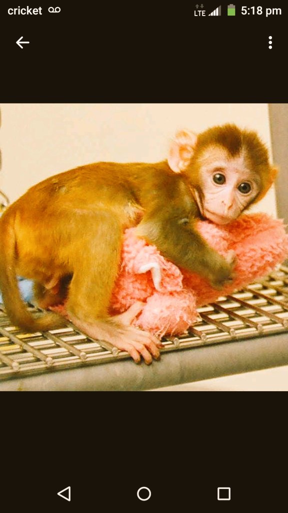 l36792082's tweet photo. 😊😍🐵 https://t.co/elB6sgvgsE