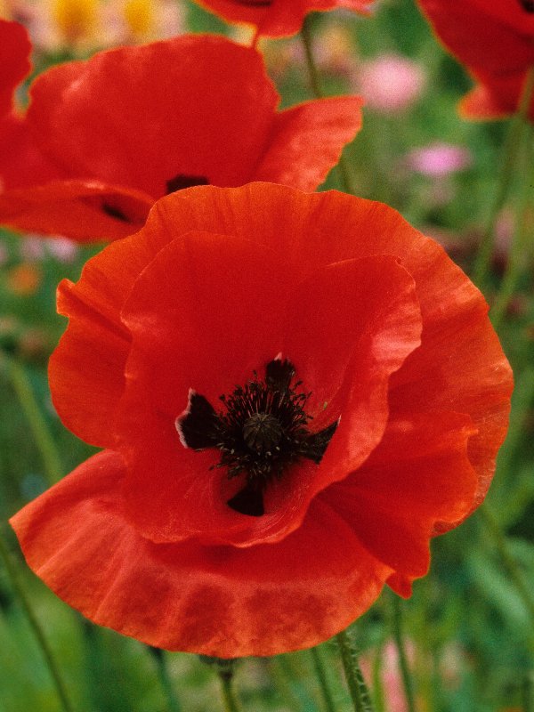 BloemBox's tweet photo. Have a bloomin' 4th of July! #bloom #4thOfJuly #fun #flanderspoppy https://t.co/a09qQijQbr