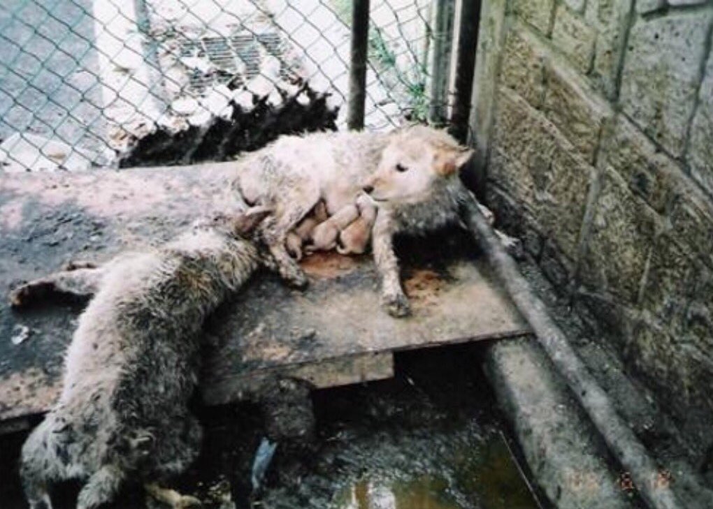 GretaAstpc's tweet photo. #SouthKorea Shocking eye-witness testimony, a nightmare can't  be told 💔 Related articles ➡️https://t.co/NknbyCEkfD https://t.co/qUV9MyKfp4